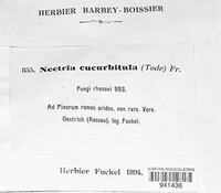 Corinectria fuckeliana image